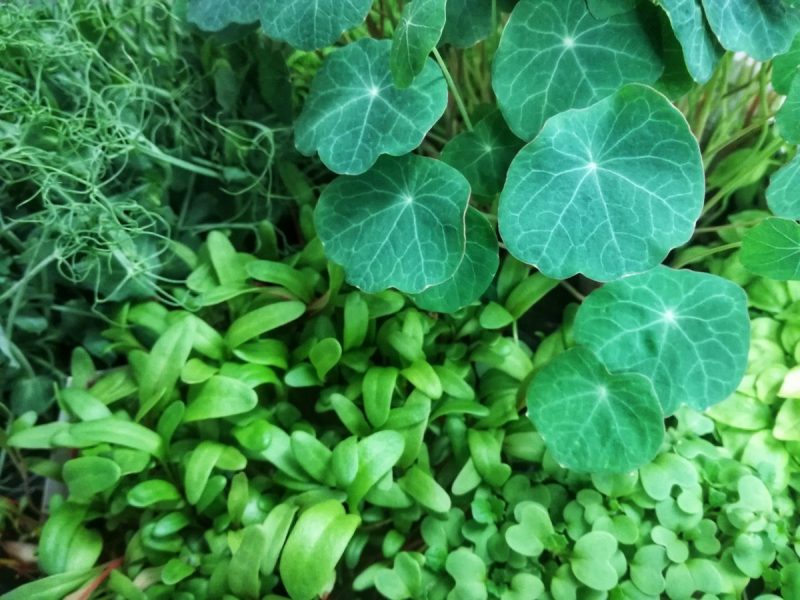 microgreen ©Fraduefuochi