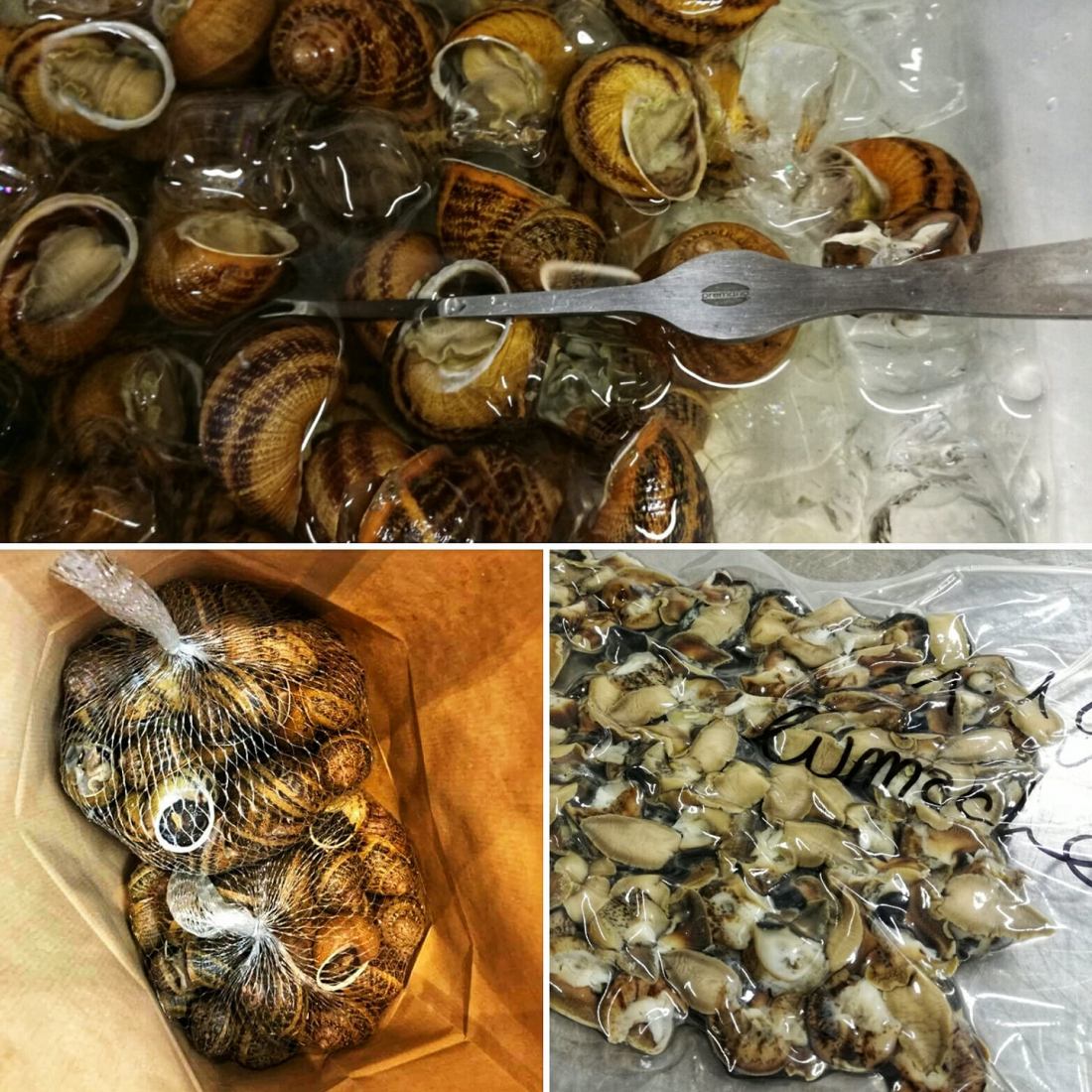 lumache escargot @Fraduefuochi