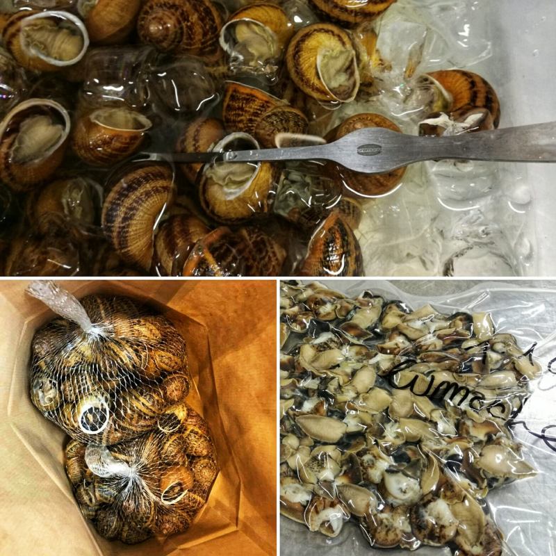 lumache escargot @Fraduefuochi