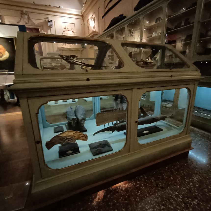 teca nel Museo Aldrovandi