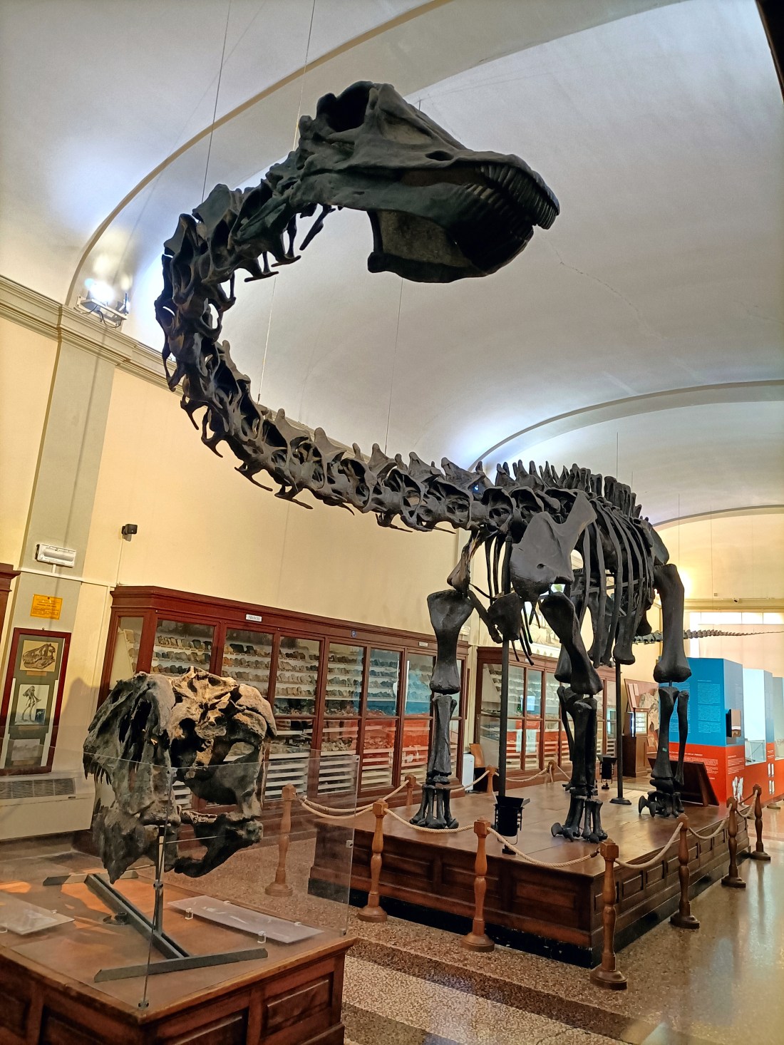 Diplodoco del Capellini