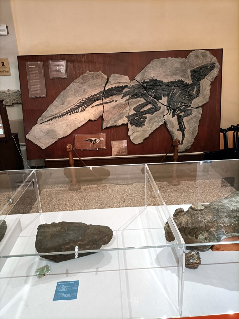 Museo Capellini Bologna