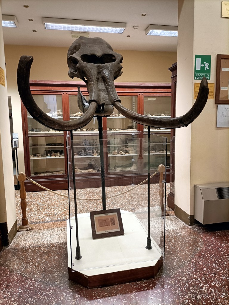 Museo Capellini Bologna